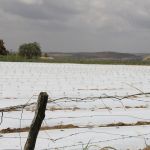 Foto: Isabela Menezes