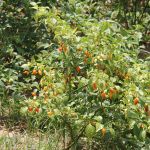 Foto: Isabela Menezes