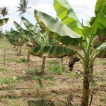 Foto: Isabela Menezes