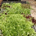 Foto: Isabela Menezes