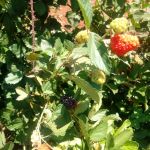 Fotos: Arquivo pessoal