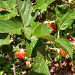 Fotos: Arquivo pessoal