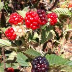 Fotos: Arquivo pessoal