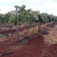 Foto: Arquivo Pessoal