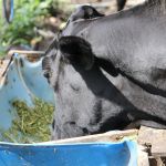 Criações de gado de leite são o principal destino do milho transformado em ração animal (foto Ascom Cohidro - Fernando Augusto)