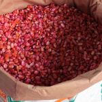 Foram distribuídas aos perímetros as sementes certificadas da variedade BRS Caatingueiro, superprecoce que produz grãos entre 90 e 100 dias (foto Ascom Cohidro - Fernando Augusto)