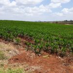 Em setembro várias novas áreas de milho surgiram no perímetro Califórnia (foto arquivo pessoal)