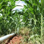 Irrigação garante produtividade e aproveitamento de 100% das sementes doadas nos perímetros (foto Ascom Cohidro - Fernando Augusto)