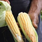 Milho verde ocupa uma parcela de terra de praticamente todos os lotes irrigados pela Cohidro em Canindé (foto Ascom Cohidro - Fernando Augusto)