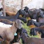 Ovinos e caprinos também são atendidos pela produção de milho do perímetro Califórnia (foto Ascom Cohidro - Fernando Augusto)