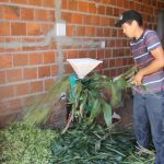 Uso da palha do milho, refugada da colheita do milho verde, tem uso certo na nutrição animal ( foto Ascom Cohidro - Fernando Augusto)