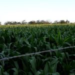 Muitas áreas com diversos tamanhos e idade de plantio foram originadas a partir da doação de sementes (foto arquivo pessoal)