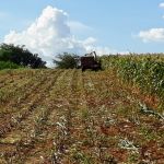 Milho das sementes doadas em setembro já começou a ser colhido em novembro, devido à grande demanda por ração animal (foto arquivo pessoal)