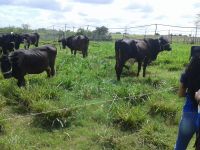 Balde Cheio foi implantado no Jabiberi, mas é originário na Embrapa de São Carlos (SP) (Foto: Arquivo Pessoal)