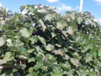 Foto: Arquivo Pessoal