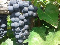 São três variedades de uva sendo implantadas no perímetro Califórnia (Foto: Arquivo Pessoal)