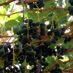 Foto: Arquivo pessoal