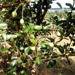 Foto: Arquivo pessoal