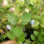 Foto: Arquivo pessoal