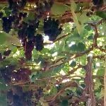 Foto: Arquivo pessoal