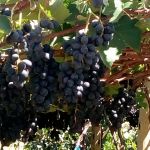 Foto: Arquivo pessoal